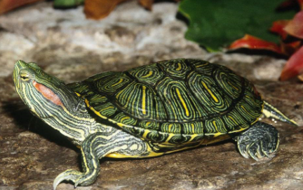 巴西龟|养巴西龟水深多少合适