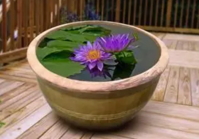 庭院水缸|庭院水缸能种铜钱草吗