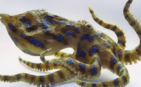 蓝环章鱼|蓝环章鱼熟了还有毒吗