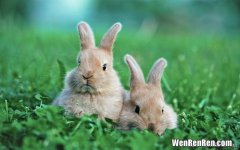 为什么叫兔子,我想问问中国为什么叫兔子
