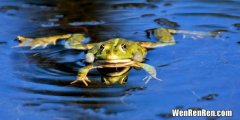 牛蛙和癞蛤蟆的区别有那些,牛蛙和癞蛤蟆的区别是什么？
