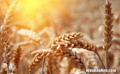 干热风对小麦的危害,小麦生长后期出现干热风，都会造成哪些后果？