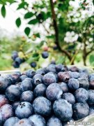 蓝莓的养殖方法,蓝莓树的养殖方法和注意事项