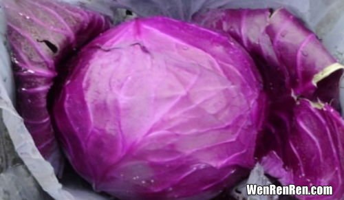 紫甘蓝和包菜有什么区别,紫甘蓝和包菜有什么区别