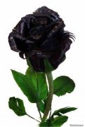 黑玫瑰花语,黑色玫瑰的花语是什么意思