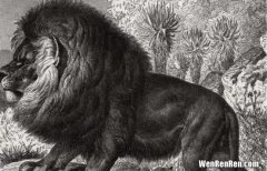 重达1600斤的动物,比狮子厉害恐怖,比老虎战斗力强!