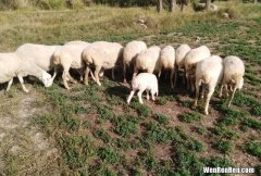 哺乳期的母羊一次吃多少玉米合适 哺乳期母羊养殖方法有哪些