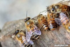 越冬工蜂的寿命延长机制解析,过冬前除螨对越冬蜂有坏处吗