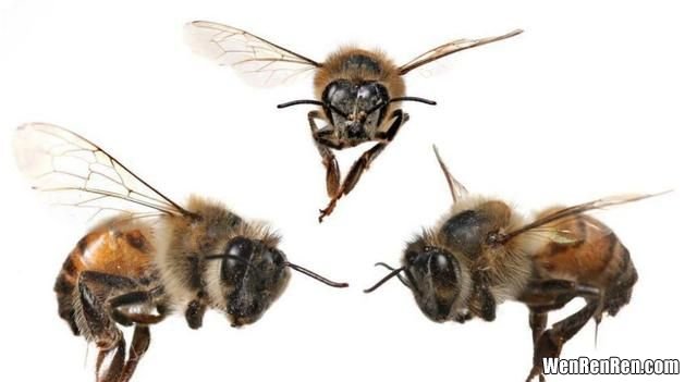 越冬工蜂的寿命延长机制解析,过冬前除螨对越冬蜂有坏处吗