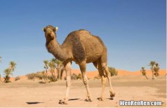 为什么骆驼很少人养,为什么骆驼只能生活在沙漠为什么骆驼只能生活在沙
