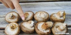香菇的功效与作用以及禁忌有哪些