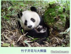 熊猫的特点是什么,我想问一下大熊猫有什么特点呢