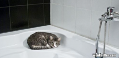 猫怕水的重要原因 猫天生怕水背后的科学知识
