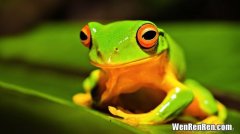 青蛙属于恒温动物还是变温动物,青蛙是恒温动物还是变温动物?