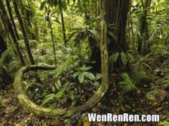 热带雨林有哪些,地球上有哪些热带雨林