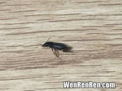 屋里为什么会有蟑螂什么原因,家里怎么会有蟑螂是什么原因造成的
