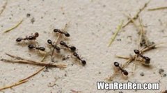 蚂蚁为什么会在下雨前搬家,下雨前蚂蚁为什么要搬家