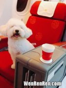 宠物可以上飞机吗,宠物小狗可以带上飞机吗？