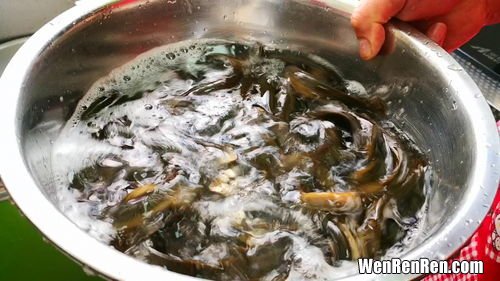 黑鱼粘液是否必须去除,黑鱼身上粘液不洗干净能吃吗