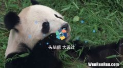 为什么只有中国有熊猫,为什么叫大熊猫为国宝？为什么只有中国有？