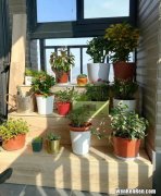 适合阳台养的大型绿植 阳台攀爬植物品牌排行榜,阳台绿植有哪些