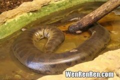 水蚺是什么,世界上最大的蛇是什么