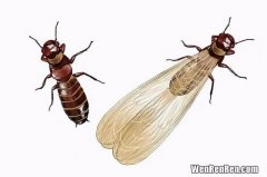 大水蚁和白蚁的区别,水蚁和白蚁的区别，它们为什么会自己死掉？