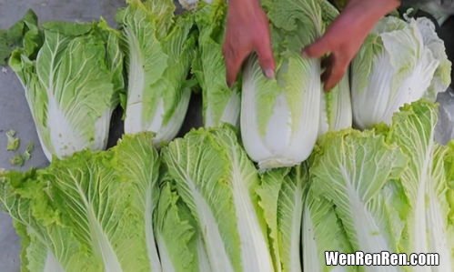 大白菜放冰箱里能放多久,白菜放冰箱能放多久 白菜放冰箱可以储存多长时间