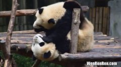 大熊猫的智商,大熊猫在动物界中智商怎么样？