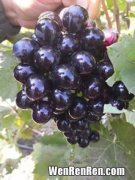 蓝莓葡萄的功效与禁忌,云南大理蓝色葡萄，当地人叫蓝莓，到底是什么水果？