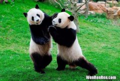 国宝大熊猫是猫吗为什么,大熊猫是猫吗？ 大熊猫生活在什么地方？ 大熊猫为什么被视为中国