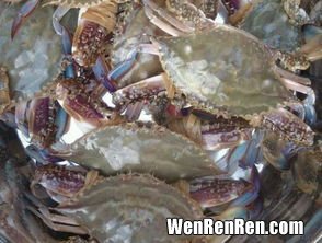 花盖蟹蒸多久,花蟹、肉蟹、羔蟹分别应该如何烹饪