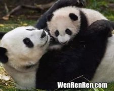 国宝熊猫的特点和外形,大熊猫的外貌特征 外貌有什么特点
