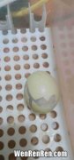 蛋壳破了膜没破能孵吗,乌龟蛋壳烂了里面的皮没破还不能不能孵化
