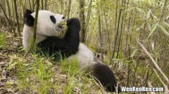 大熊猫不吃竹子会死吗,小熊猫几天不吃竹子会死掉