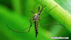 公蚊子为什么不吸血,雄性蚊子不吸血，它们靠什么维持生命？