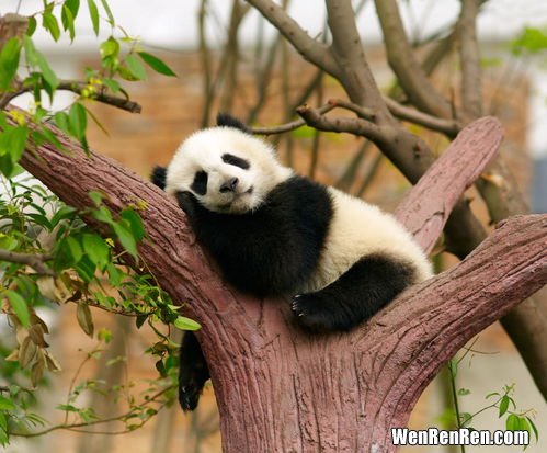 大熊猫的主要特征,熊猫的特点