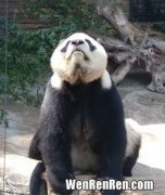 大熊猫最爱吃毛竹还是青川箭竹,熊猫喜欢吃什么竹子