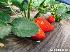 草莓一般几月份成熟,草莓几月份成熟，草莓采摘季节