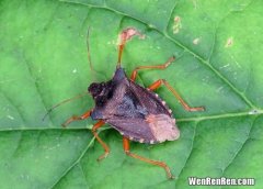 家里为什么会有土蝽,夏天家里为什么会有黑色的甲虫啊？