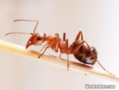 家里有红蚂蚁是什么原因,家中有红蚂蚁是怎么回事