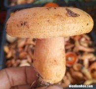 松菌怎么保存新鲜,松树蘑的储存方法 怎样保存松树蘑