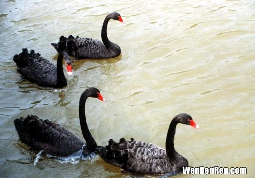 黑天鹅是吉祥物吗,南京八卦洲出现黑天鹅并蒂葵花，这是否象征着好运？