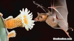 蝙蝠是什么中的翼手目,蝙蝠属于什么中的翼手目总数超过一千种?