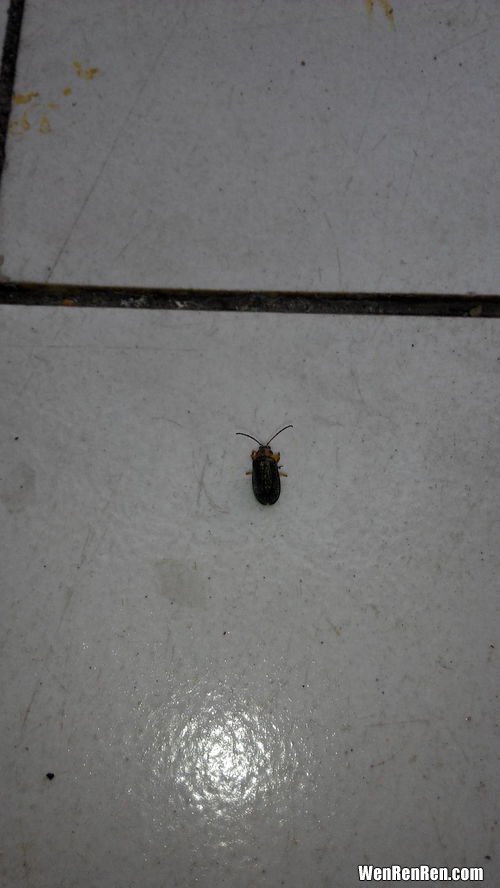 家里突然有蟑螂怎么回事,家里为什么突然会有很多蟑螂？