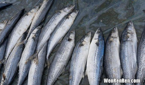 什么人不能吃鲅鱼,鲅鱼会引起过敏吗 吃鲅鱼过敏的症状是什么