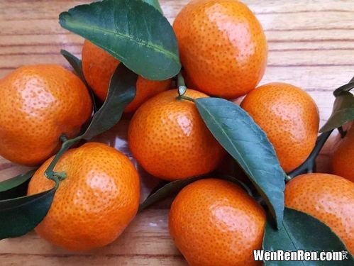 橘子和桔子的区别是什么,桔子和橘子的区别是什么