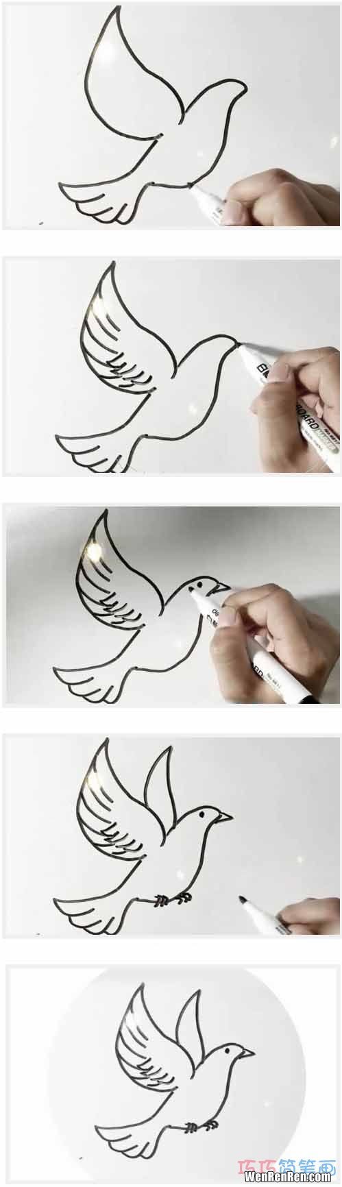 鸽子怎么画,怎样画一只鸽子