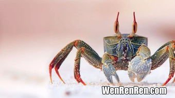螃蟹为什么横着走原因,为什么螃蟹横着走?