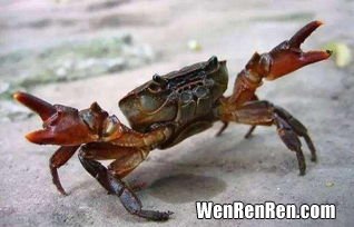 螃蟹为什么横着走原因,为什么螃蟹横着走?